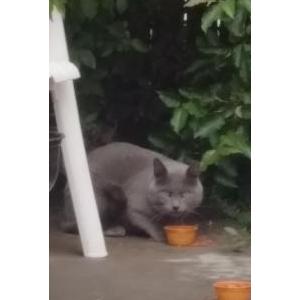 Found Cat Unknown