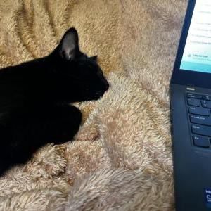 Lost Cat Sweet Pea