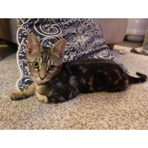 Image of Desmond, Lost Cat