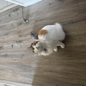 Image of sage, Lost Cat