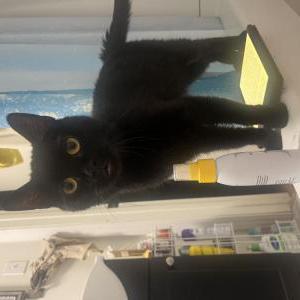 Lost Cat Nori