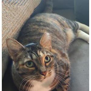 Image of Tibia, Lost Cat