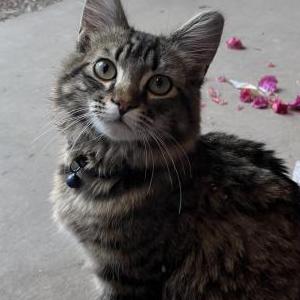 Image of Unknown, Found Cat