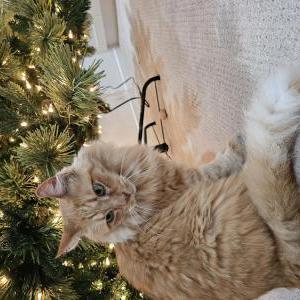 Lost Cat Marcel