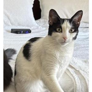 Lost Cat Hank