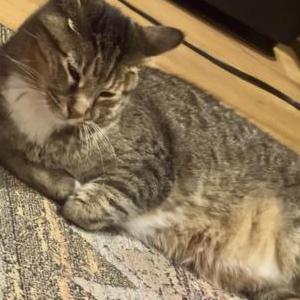Lost Cat Book