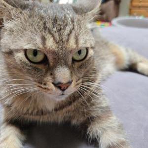 Lost Cat Dexter