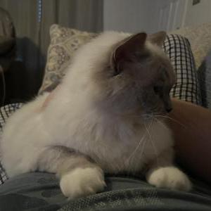 Lost Cat Cecil