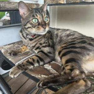 Lost Cat Domino
