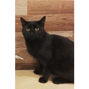 Lost Cat Louie