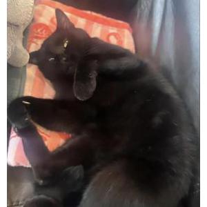 2nd Image of Louie, Lost Cat