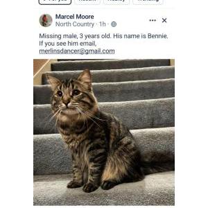 Image of Benny, Lost Cat
