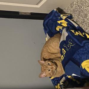 Image of Desmond, Lost Cat
