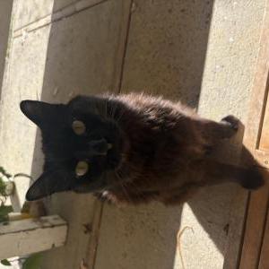 Lost Cat Misa