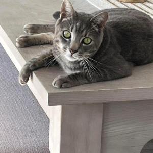 Lost Cat Sailor
