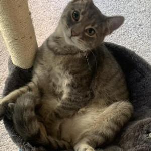 Lost Cat Minnie