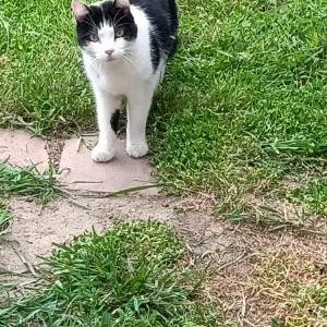 Found Cat Unknown