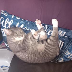 Lost Cat Ghost