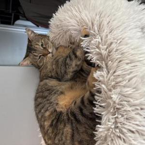 Lost Cat Shilo