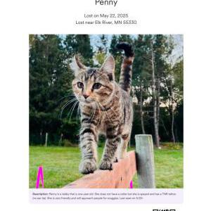 Lost Cat Penny