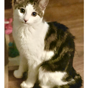Lost Cat Buddha