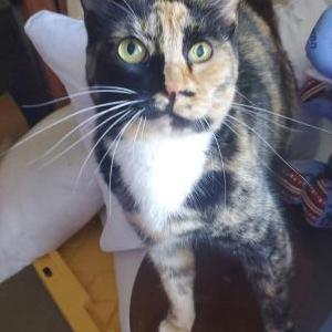 Image of Sassy, Lost Cat