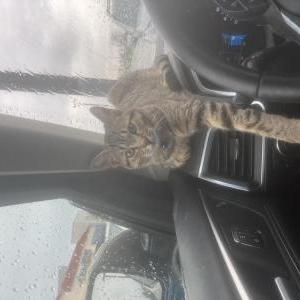 Lost Cat Amigo