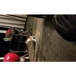 Lost Cat Pecan