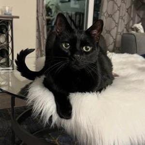 Image of Blue, Lost Cat
