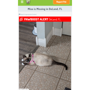 Lost Cat Miso
