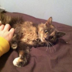 Lost Cat Luna