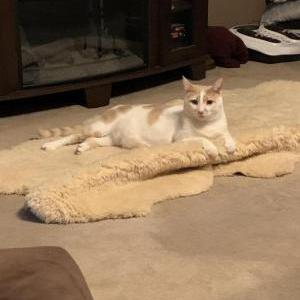 Lost Cat Louie