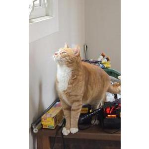 Lost Cat Tony