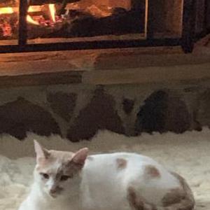 Lost Cat Louie