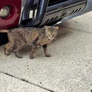 Found Cat Unknown