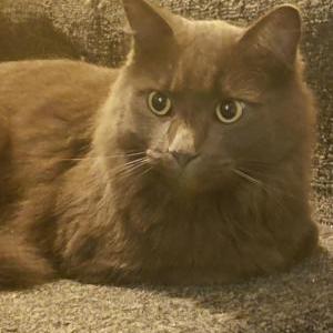Lost Cat Bob