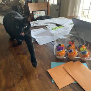 Lost Cat Raven