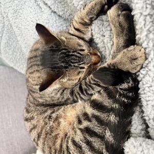 Image of Fred. Chip : 9851130, Lost Cat