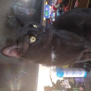 Lost Cat Baxter