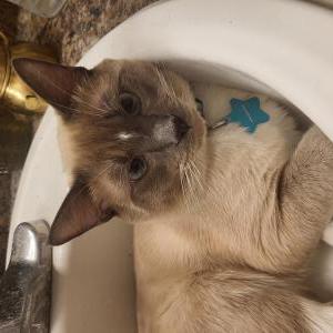 Lost Cat Uno