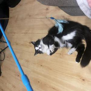 Lost Cat Francois