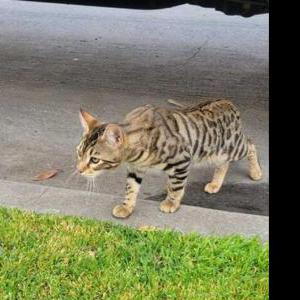 Lost Cat Fatu