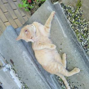 Image of Unknown, Found Cat
