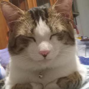 Image of Todd, Lost Cat