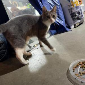 Found Cat unknown