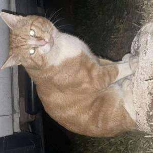 Image of Unknown, Found Cat