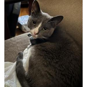 Lost Cat Thayer
