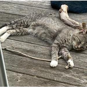 Lost Cat Samhain