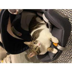 Lost Cat Midge