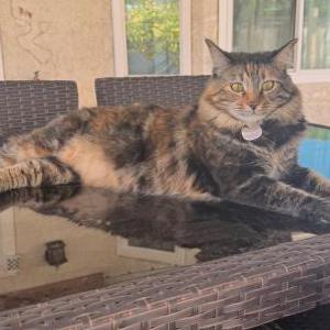 Image of Tully, Lost Cat